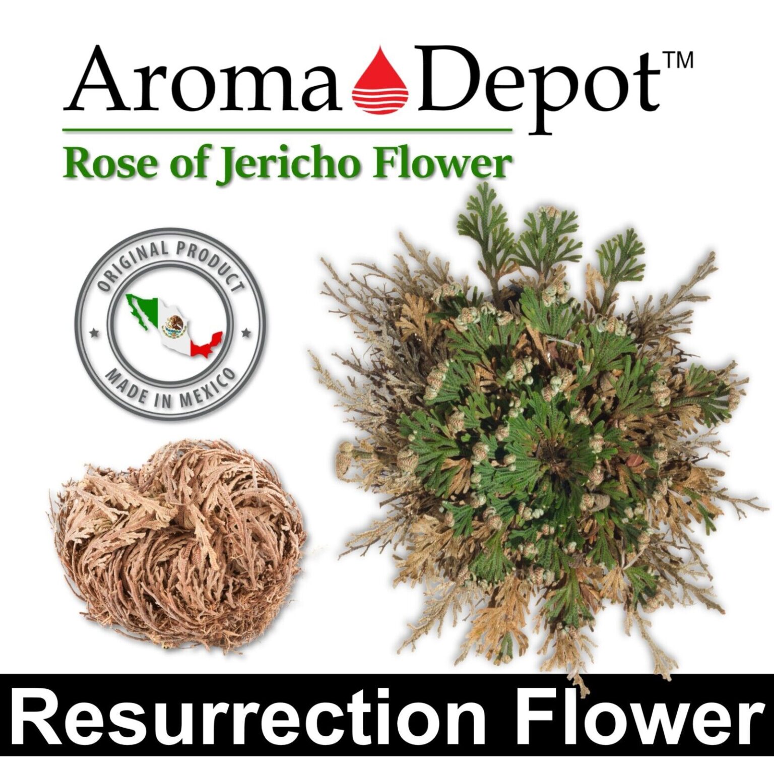 16 PACK Rose of Jericho Flower Resurrection Rose Flor Peña Selaginella
