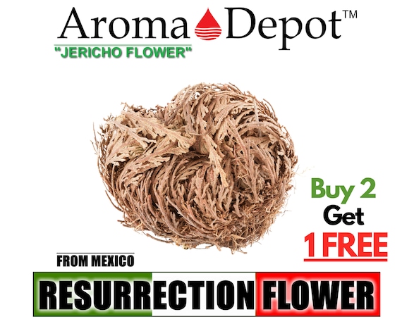 Small Jericho Flower - Rose of Jericho, Resurrection Flower Herbs & Spices  My Magic Place Shop
