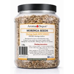 moringa seeds with wings
